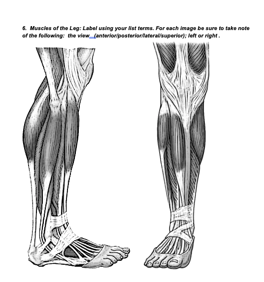 Solved 4. Muscles Of The Upper Limb: Label Using Your List 