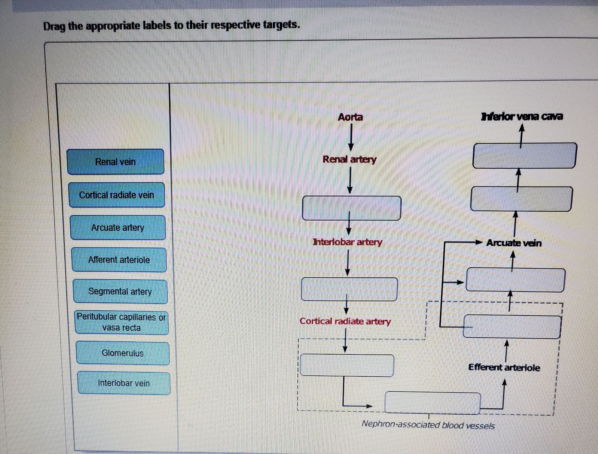 Dedrag The Appropriate Labels To Their Respective Targets. Chegg - ar7dqce