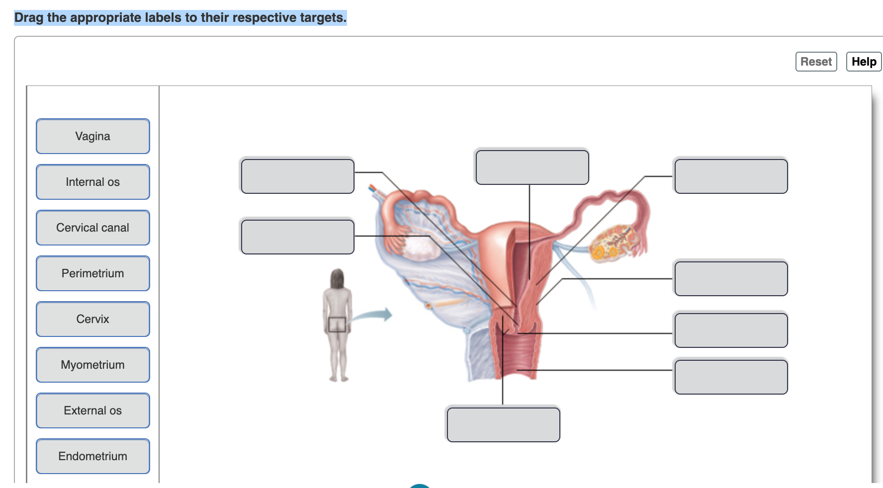 respective appropriate drag labels targets os canal internal cervical vagina help reset cervix chegg answer myometrium external transcribed text perimetrium