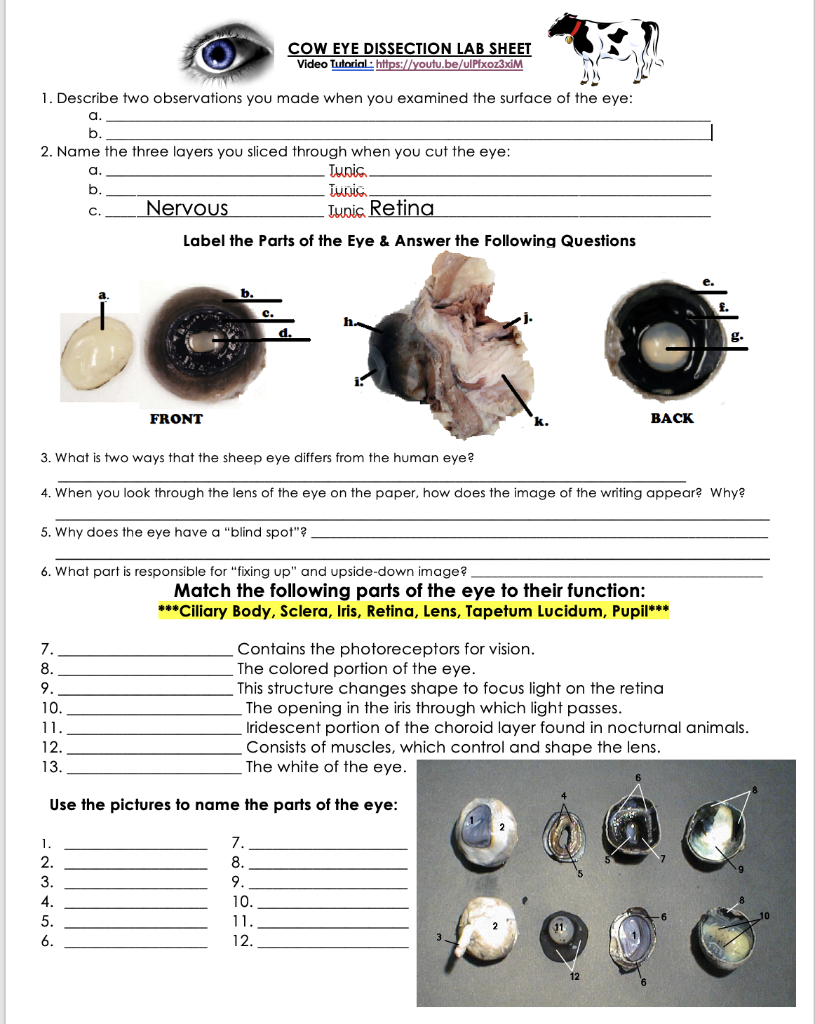 Solved COW EYE DISSECTION LAB SHEET Video Tutorial: | Chegg.com