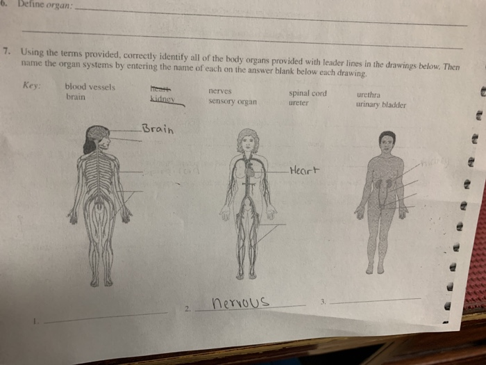 correctly identify all organs depicted in the diagram below DarioMingyang