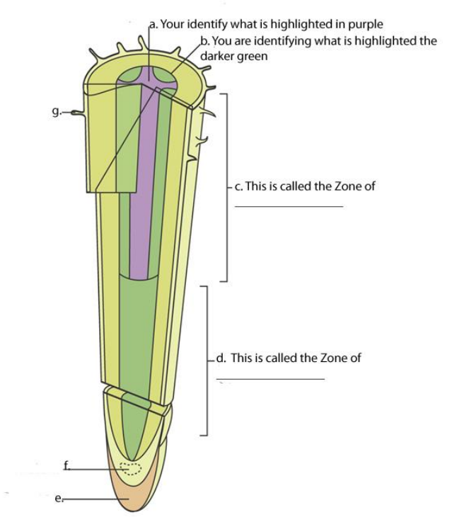 Solved Biology Question: Identify the following structures | Chegg.com