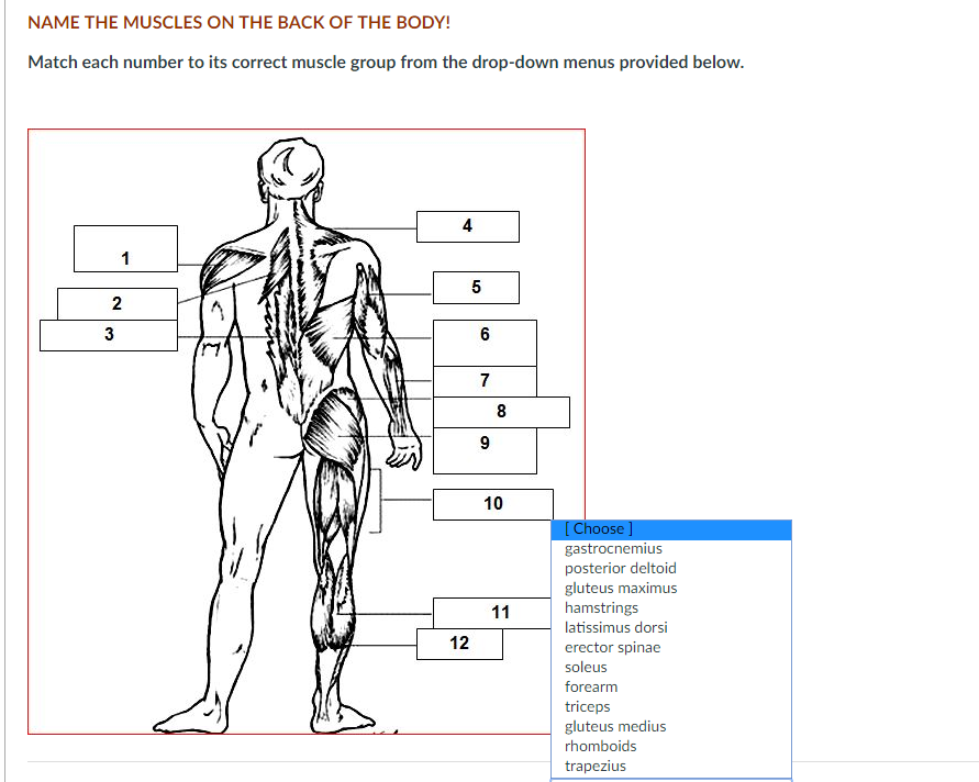 Solved Name The Muscles On The Back Of The Body Match Ea Chegg Com