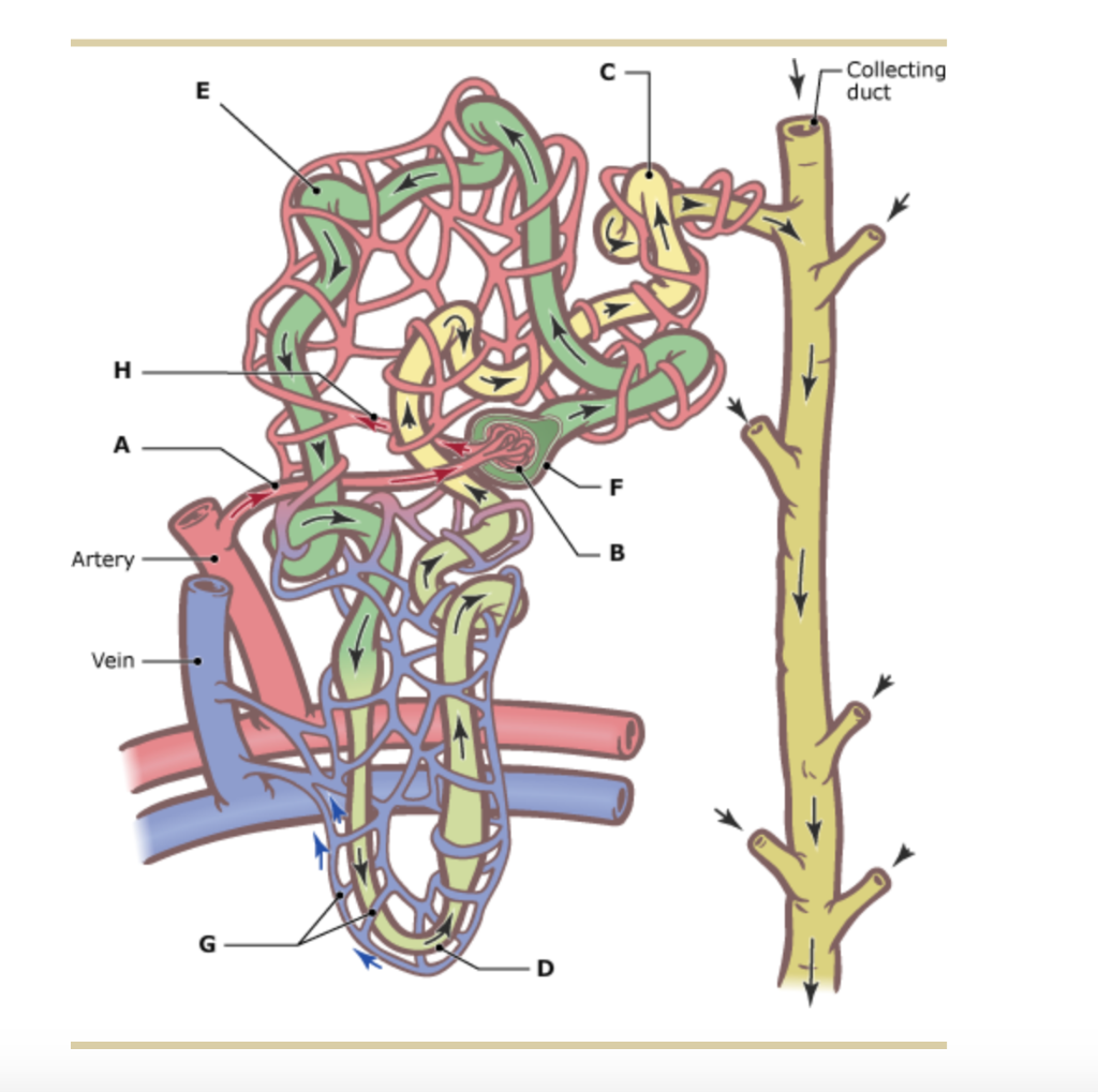 Solved Figure Label Nephron Structure Description Component | Chegg.com