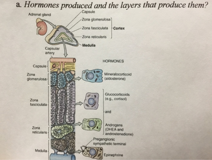 Solved a. Hormones produced and the layers that produce | Chegg.com