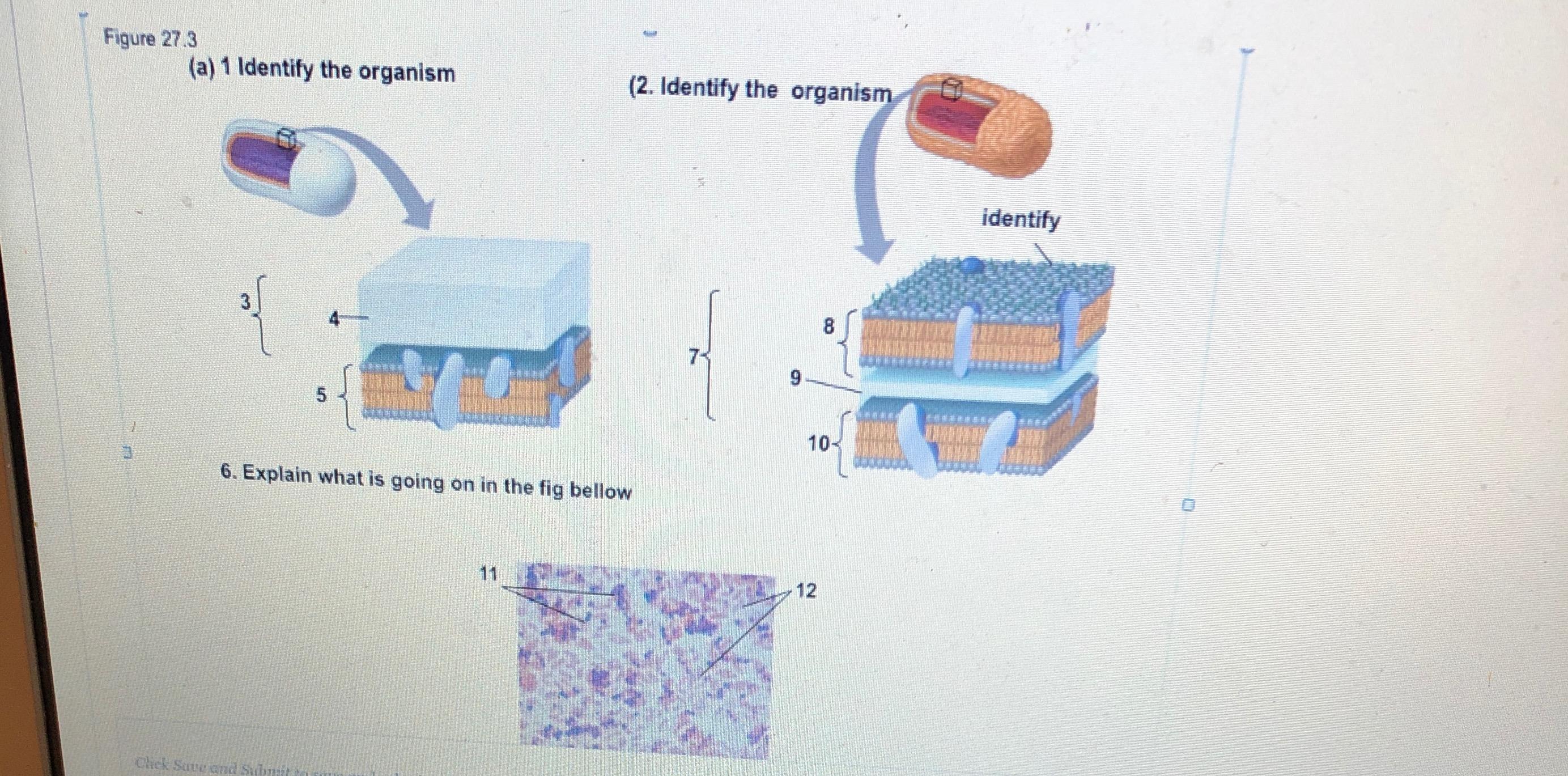Solved Figure 27.3 (a) 1 Identify the organism (2. Identify | Chegg.com