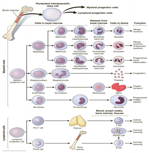 Solved Identify the three types of blood cells that | Chegg.com