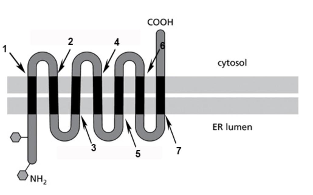 cytosol
ER lumen