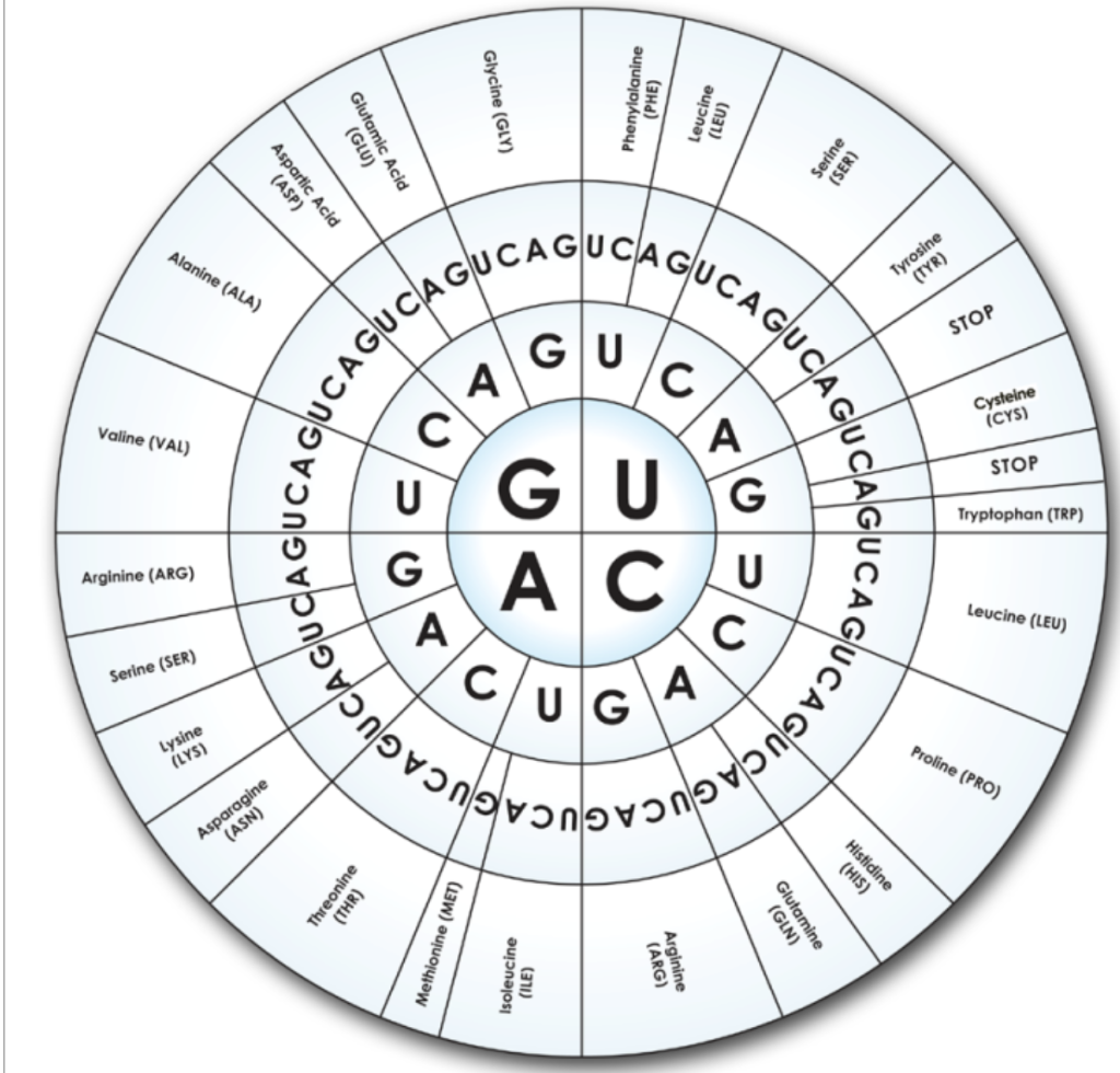 CAGUCA GUCAGU JCAGUCA GUCAGU JUCAGU CAUCAGUCAGU CA | Chegg.com