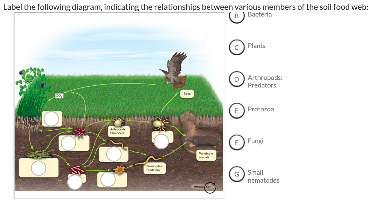 Solved Label the following diagram, indicating the | Chegg.com