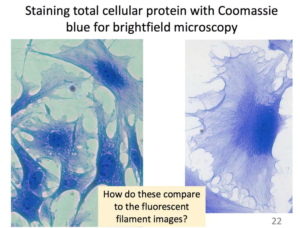 Solved Examine the brightfield microscopy images of cells