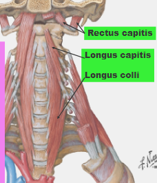 longus capitis cadaver