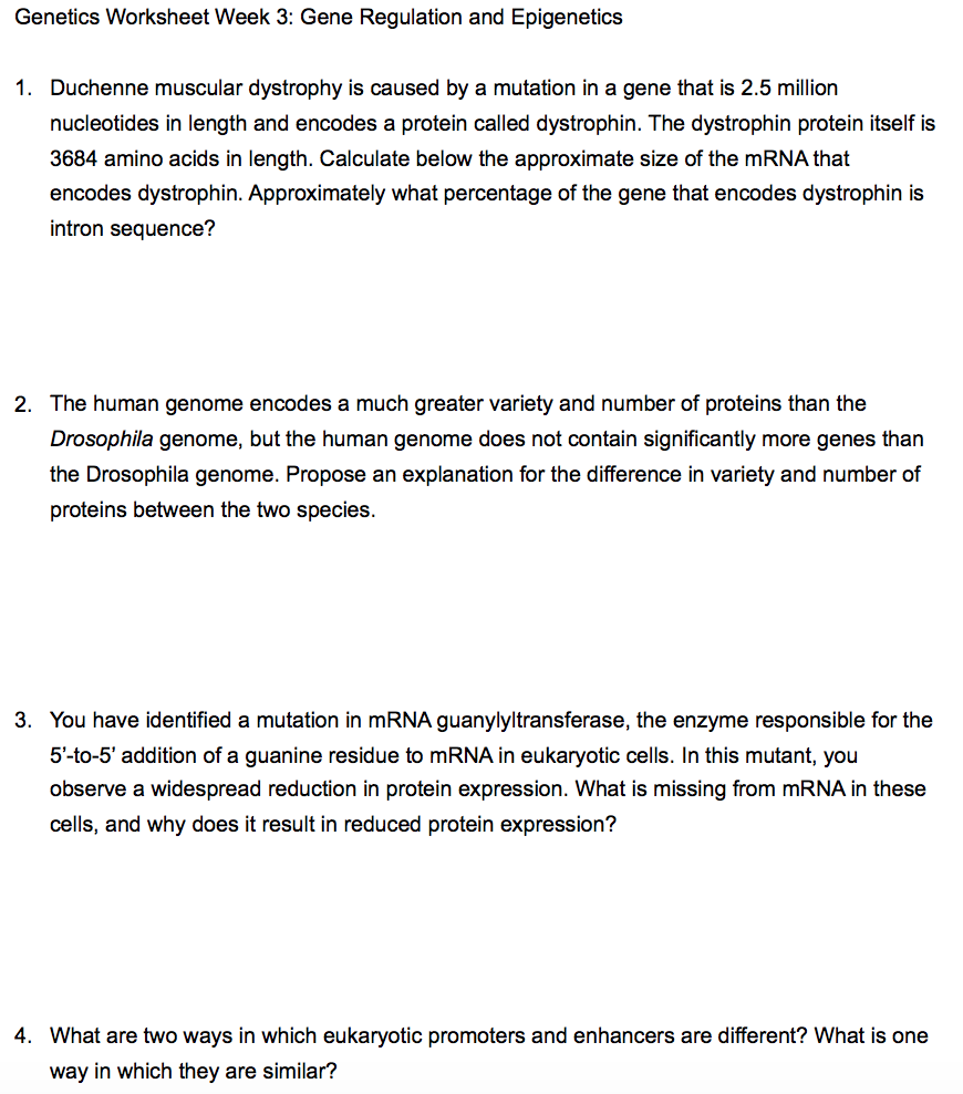 Latest Regulation: Eukaryotic Gene Regulation Worksheet