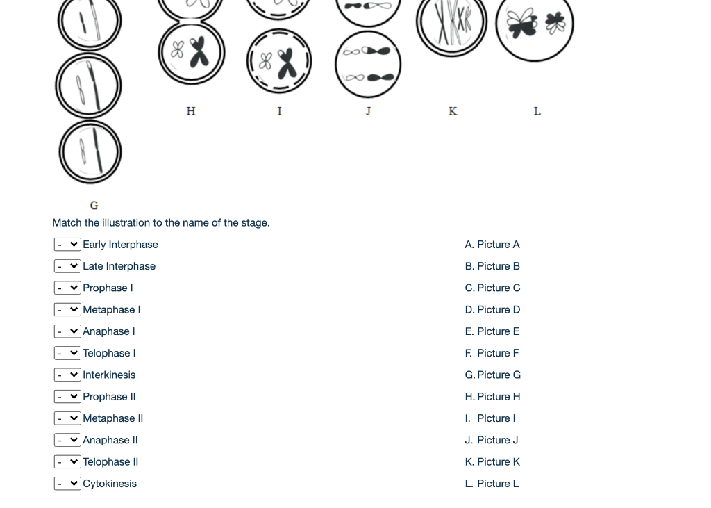 Solved Question 1 And Makes An) In Females, Meiosis Is 