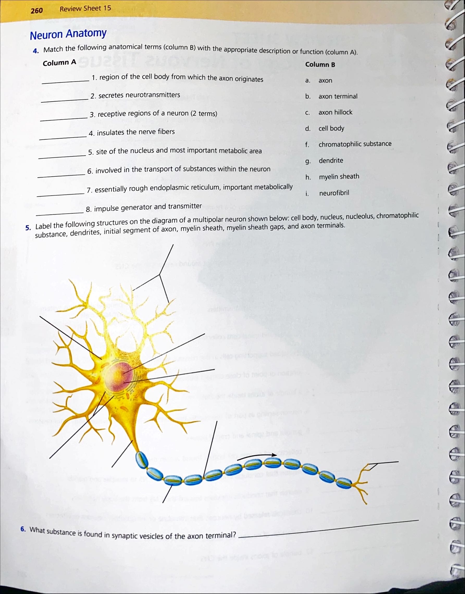 Solved 1. The basic functional unit of the nervous system is