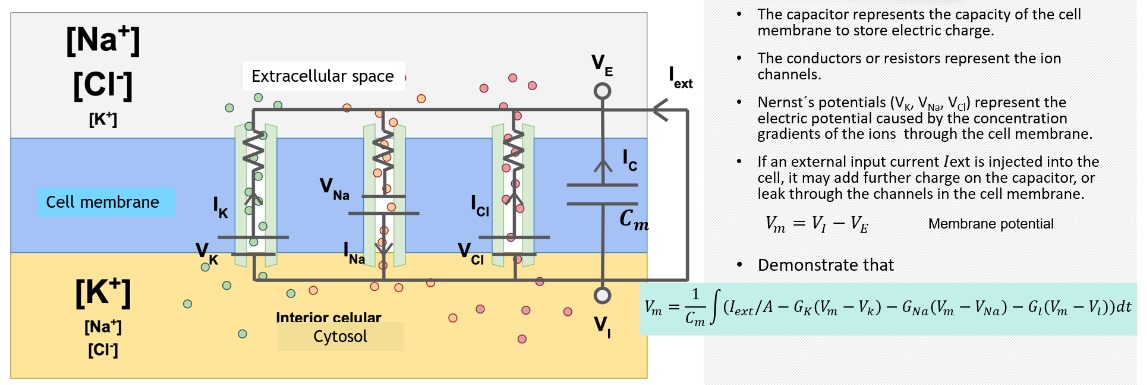 Solved Biopotentials (Bioelectric potentials): Cell membrane | Chegg.com