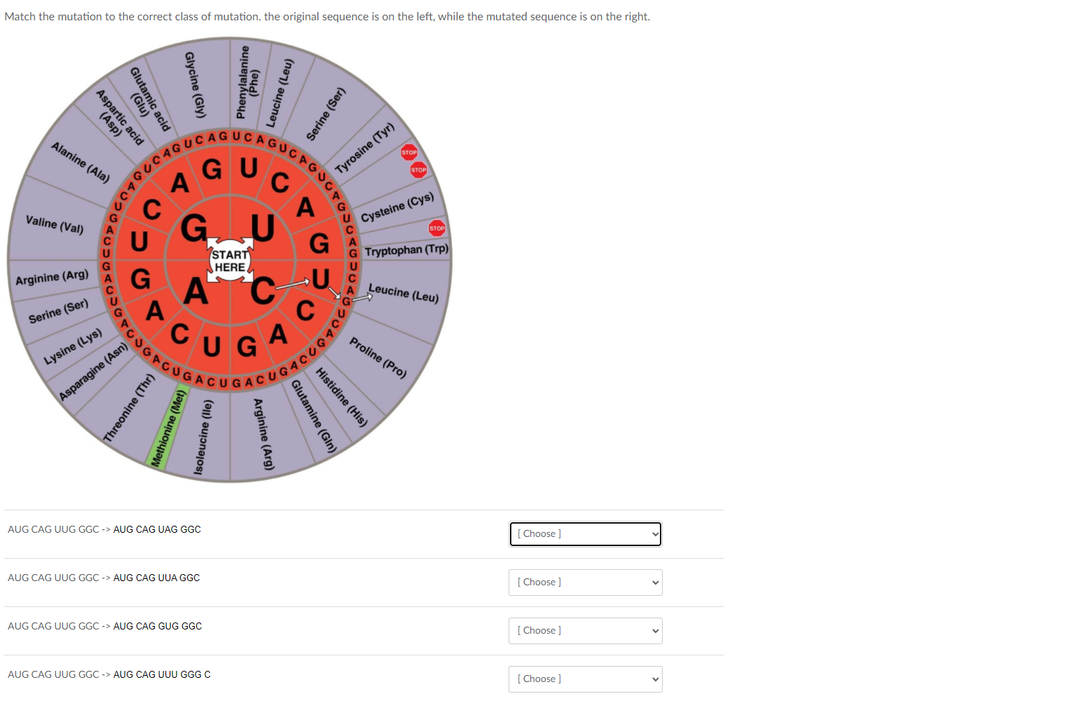 Solved Match the mutation to the correct class of mutation. | Chegg.com