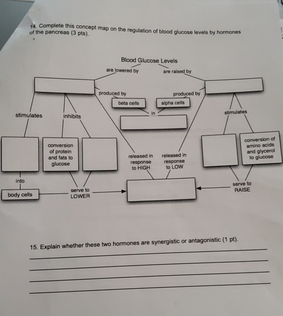 Solved 4. Complete this concept map on the regulation of | Chegg.com