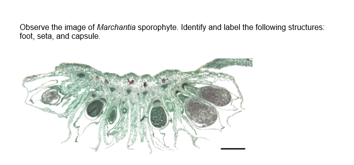 marchantia sporofiti