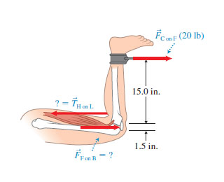 Solved You are exercising your hamstring muscle (the large | Chegg.com
