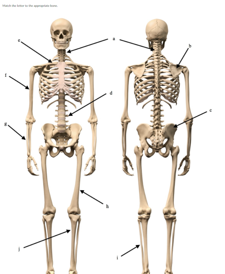 Solved Match the letter to the appropriate bone. h | Chegg.com