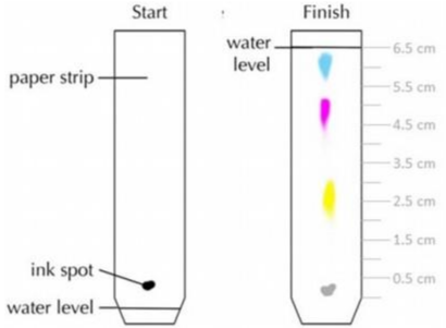 Solved Determine the Rf value for the pigments shown | Chegg.com