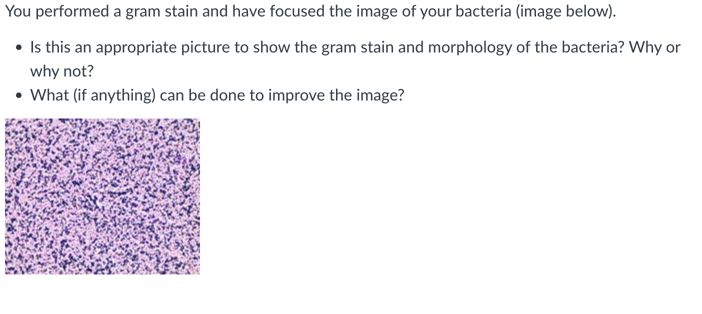 Solved You performed a gram stain and have focused the image | Chegg.com