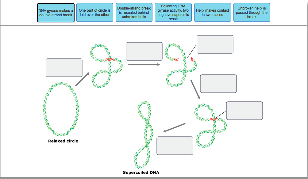 solved-dna-gyrase-makes-a-one-part-of-circle-is-chegg