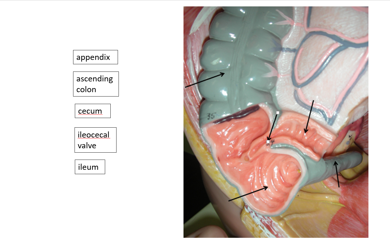 ileocecal valve diagram