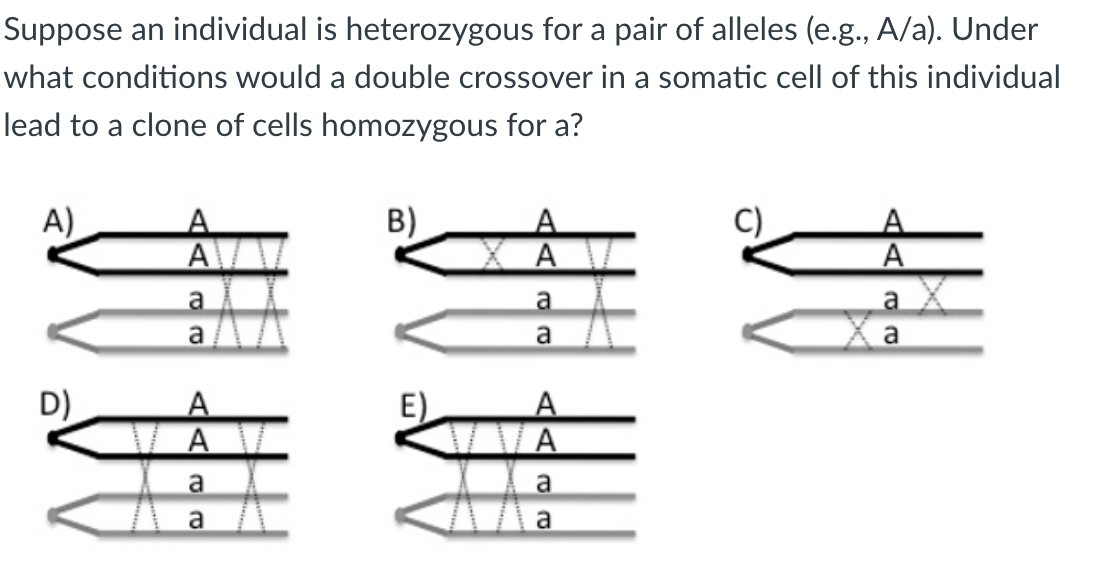 Solved Suppose An Individual Is Heterozygous For A Pair Of | Chegg.com