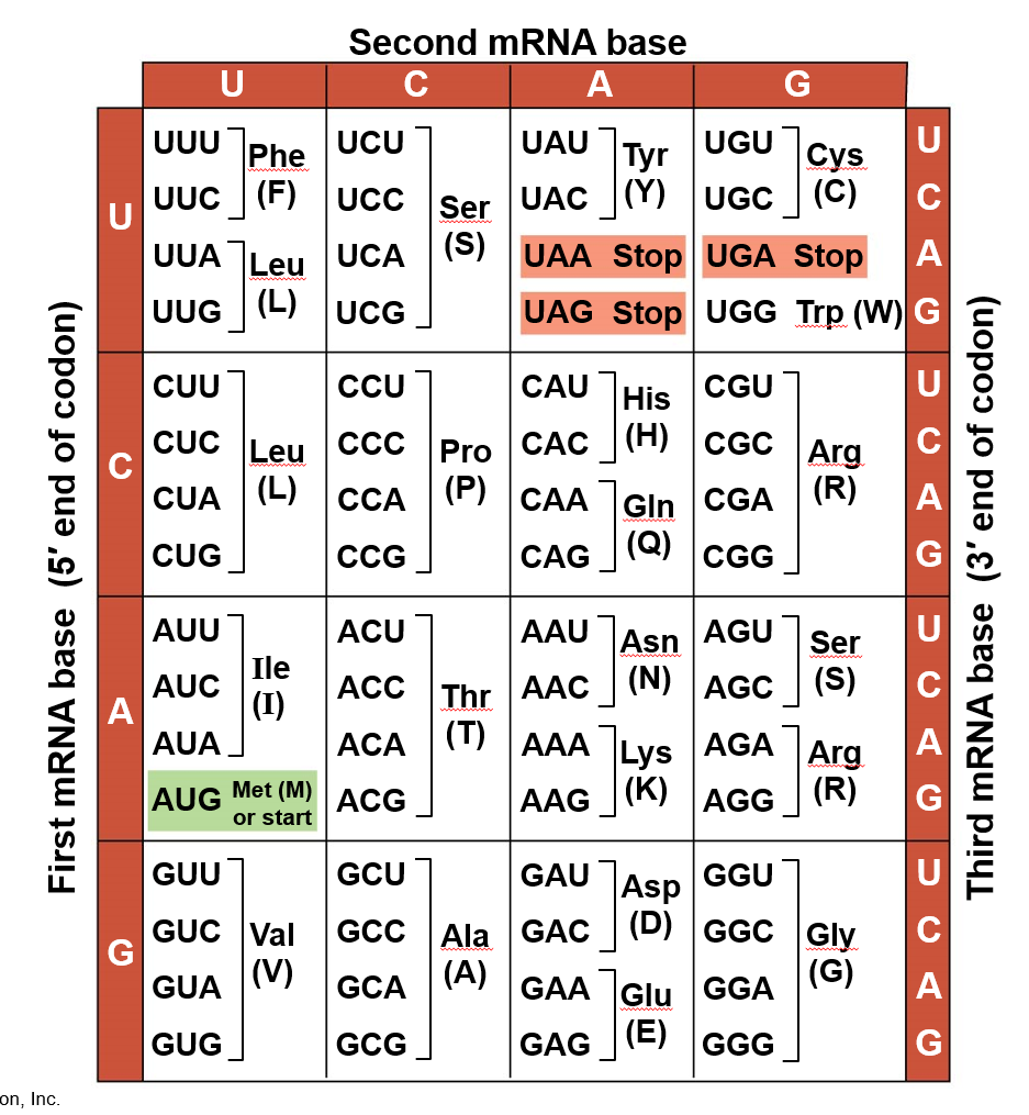 Solved Use the following template DNA strand: 3' - GGG | Chegg.com