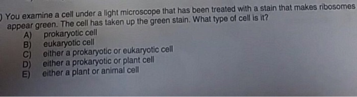 Solved You examine a cell under a light microscope that has | Chegg.com