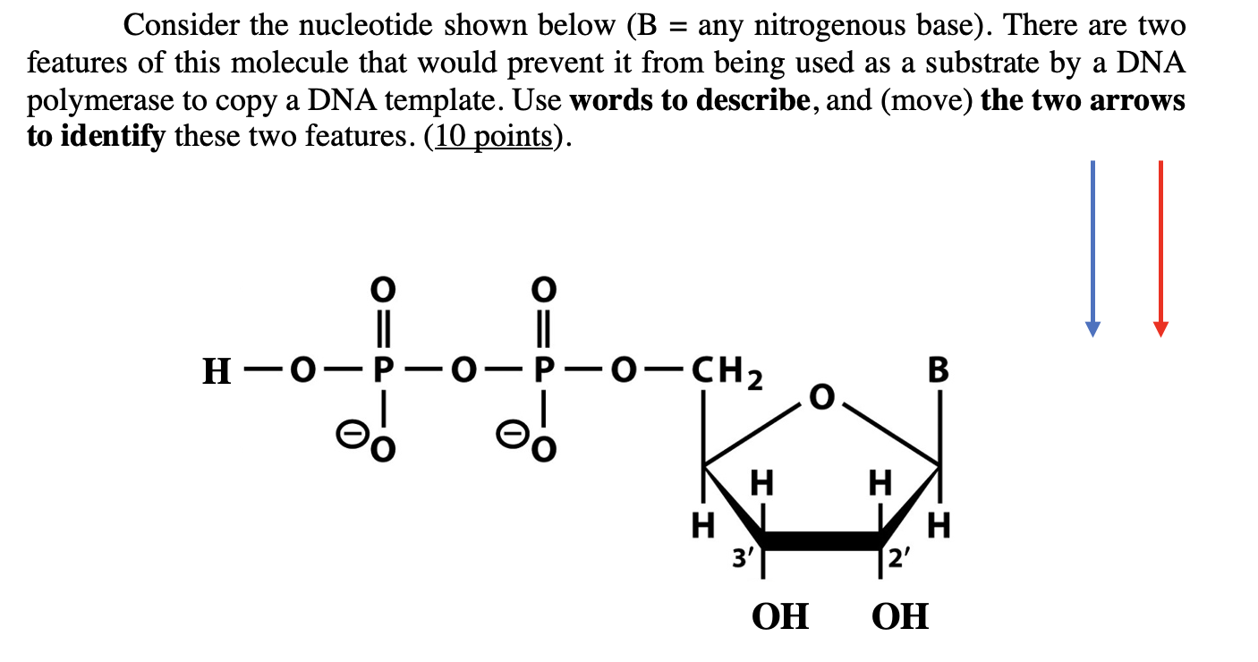 Solved Consider The Nucleotide Shown Below B Any 9232