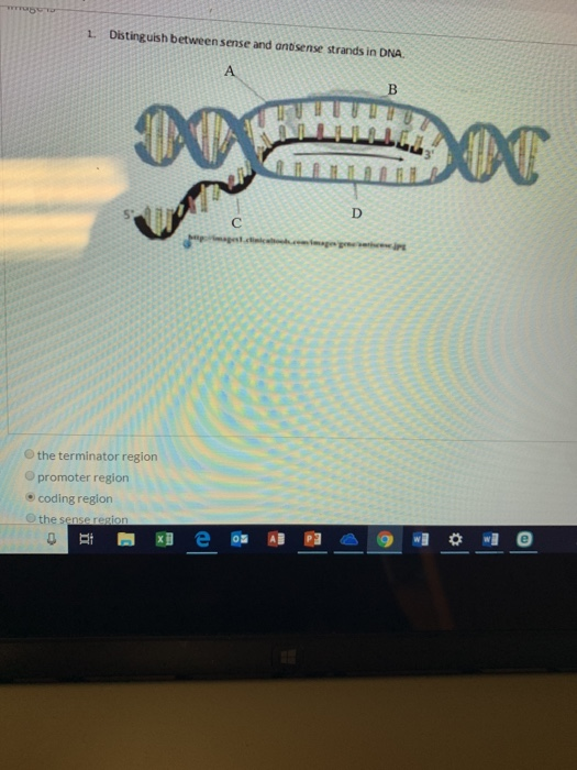 Solved Please study the image of a double-stranded DNa | Chegg.com