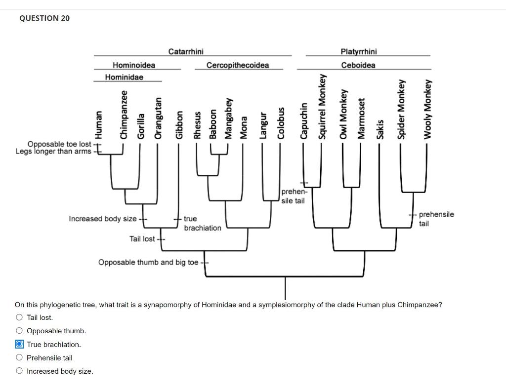 Solved QUESTION 20 Catarrhini Cercopithecoidea Platyrrhini