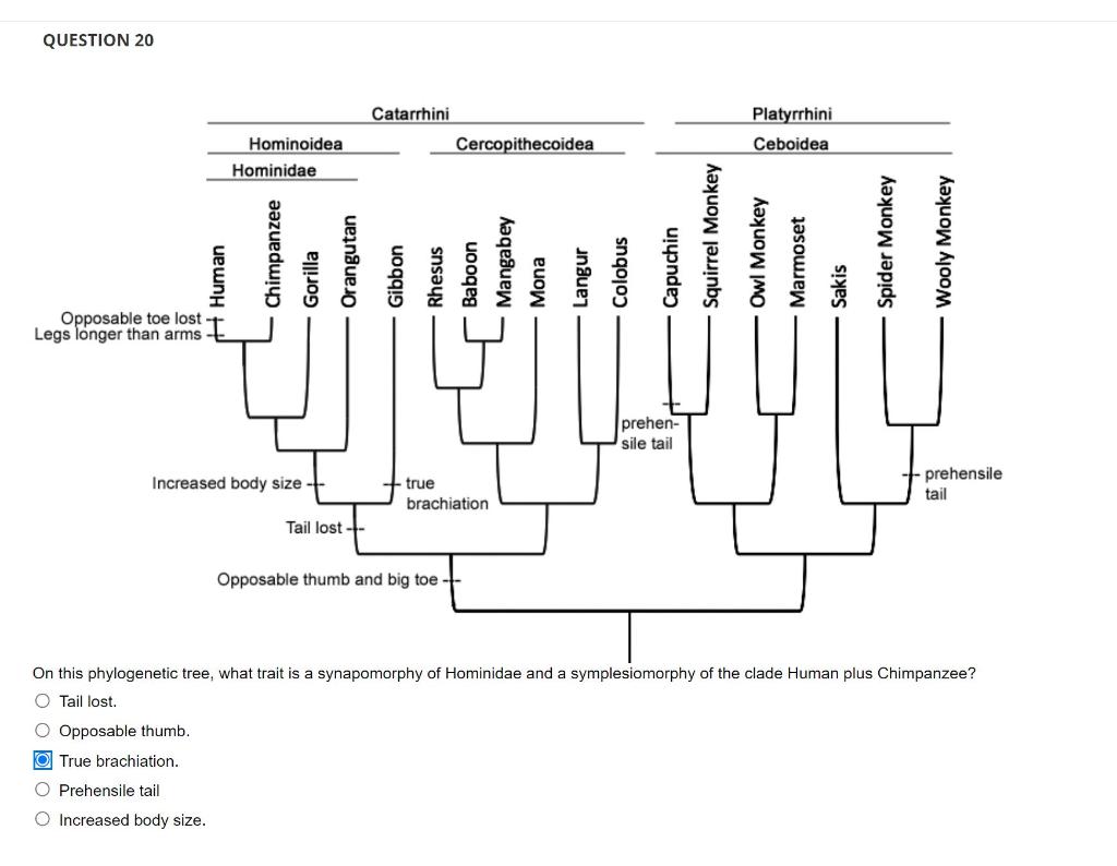 Solved QUESTION 20 Catarrhini Cercopithecoidea Platyrrhini | Chegg.com