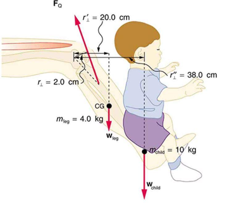 Solved A father lifts his child as shown below. What force