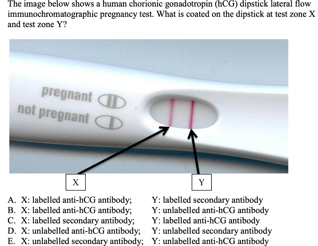 solved-the-image-below-shows-a-human-chorionic-gonadotropin-chegg