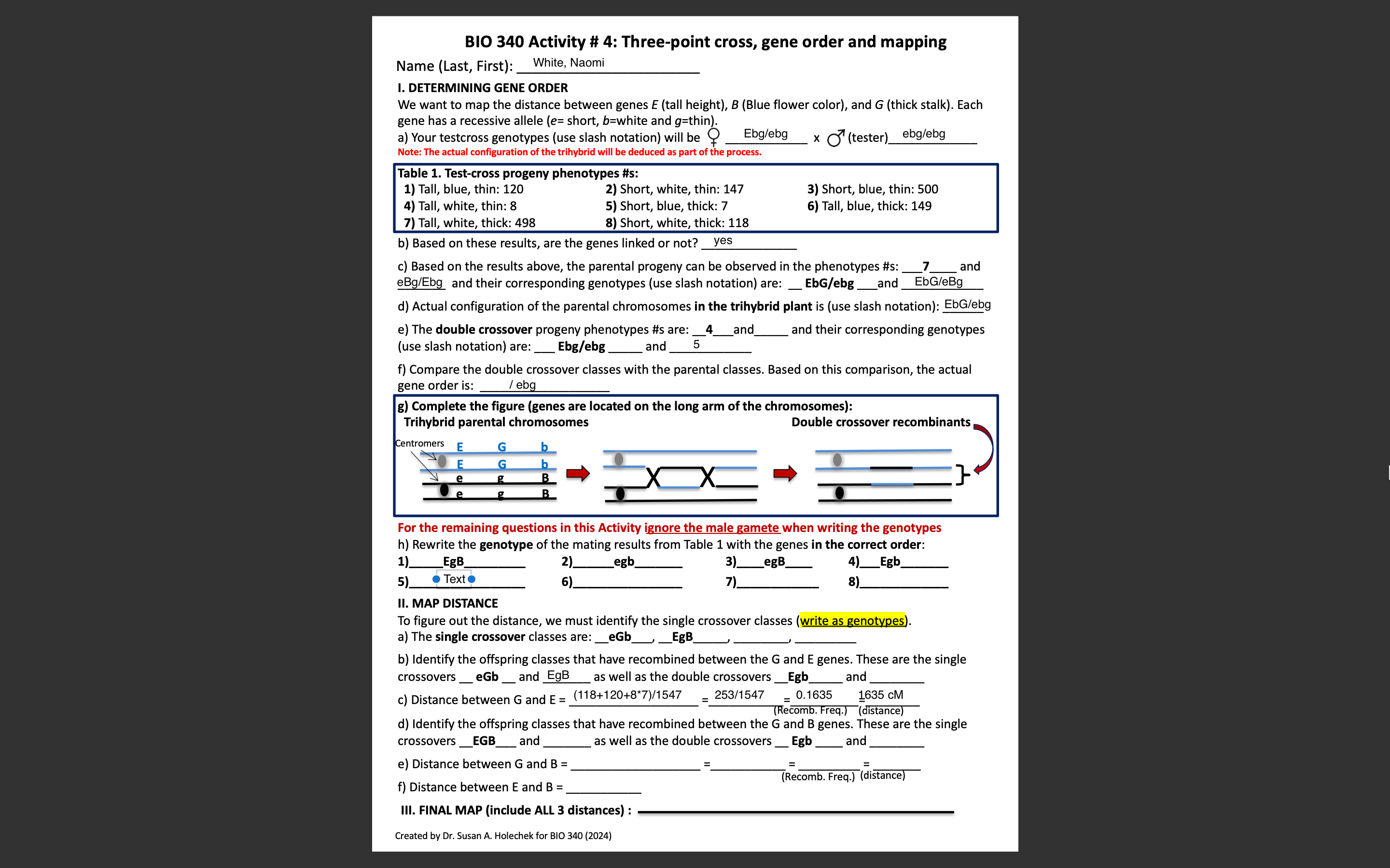 BIO 340 ﻿Activity # 4: Three-point Cross, Gene Order | Chegg.com