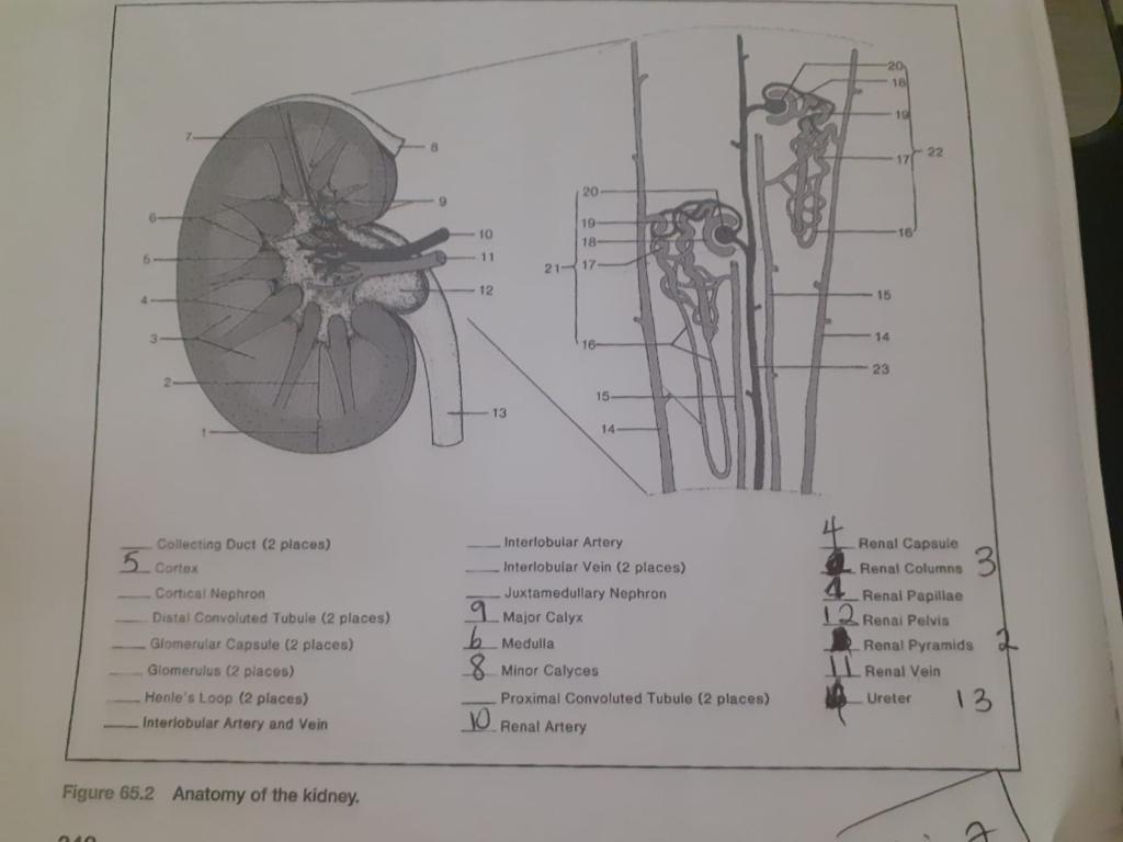 Solved Figure 65.2 Anatomy of the kidney. | Chegg.com