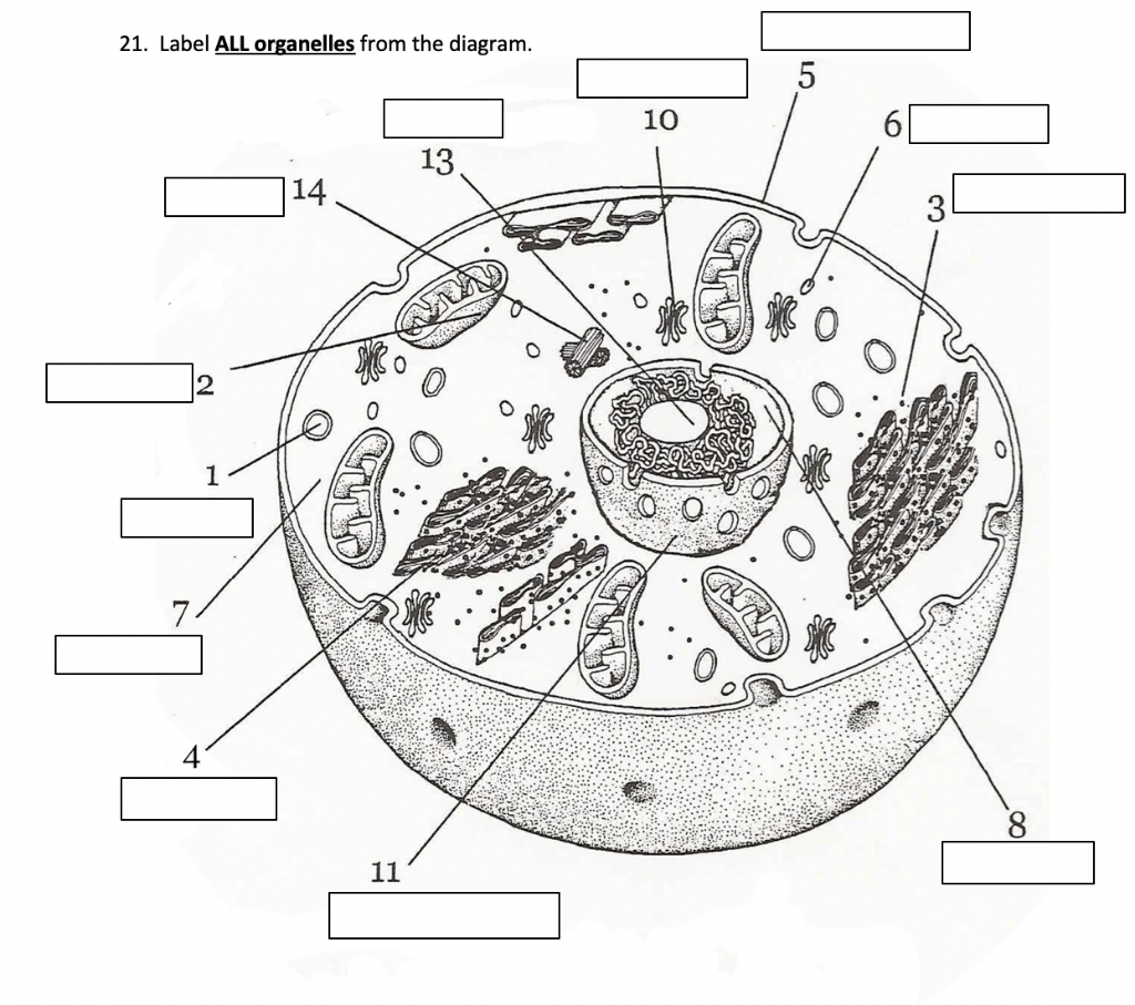 Solved 21. Label ALL organelles from the diagram. 5 10 13 14 | Chegg.com