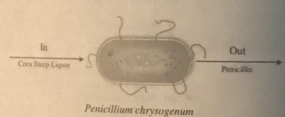 penicillium chrysogenum diagram