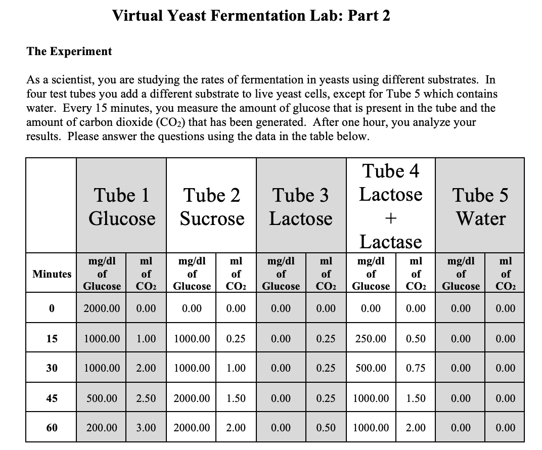 Yeast Fermentation Lab
