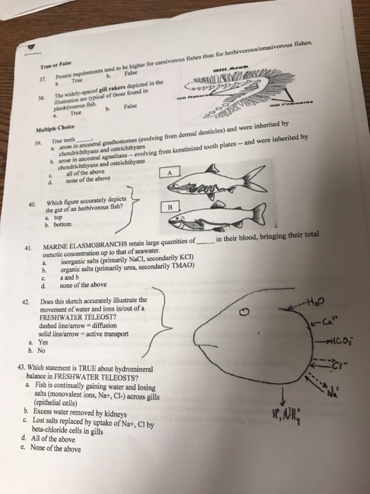 Solved shes. herbivorous/omnivorous fi True or False