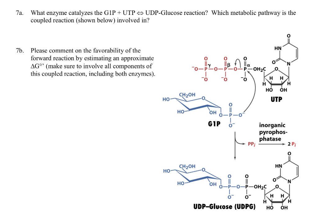 Solved 7a. What enzyme catalyzes the G1P + UTP UDP-Glucose | Chegg.com