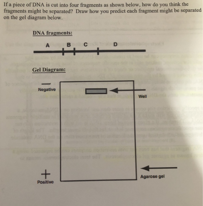 Solved If a piece of DNA is cut into four fragments as shown | Chegg.com