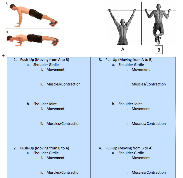 4 Movements That Occur At The Shoulder Girdle - Fitness Exam Revision