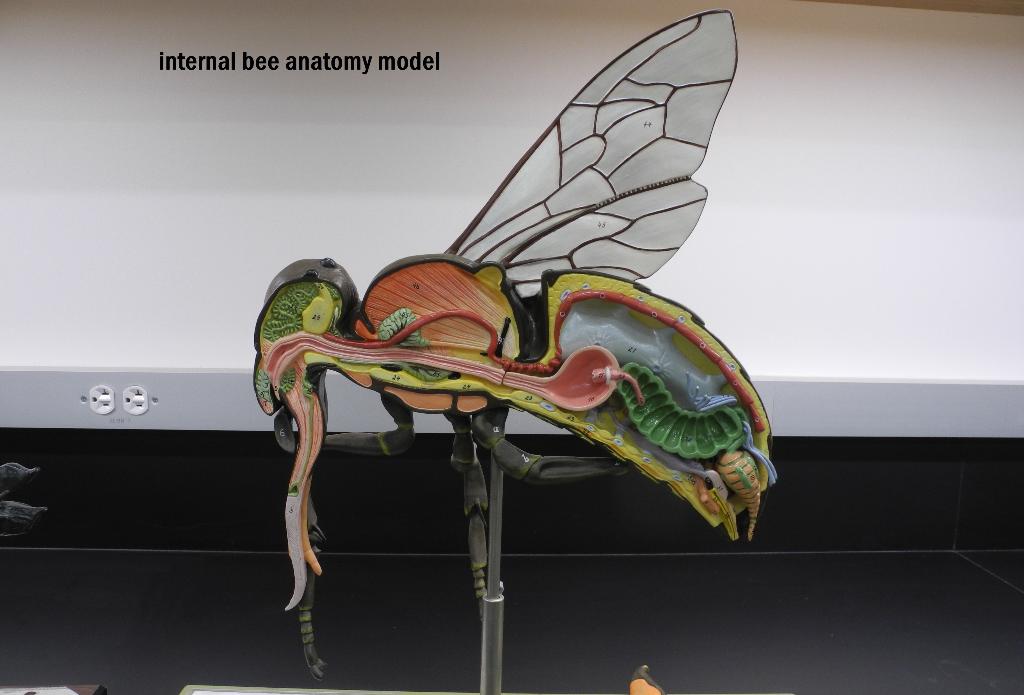 Solved internal bee anatomy model | Chegg.com