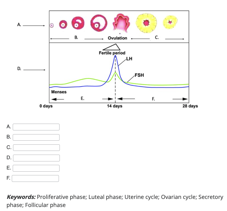 Solved Keywords Proliferative phase; Luteal phase; Uterine