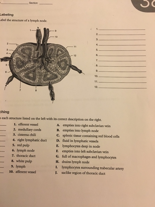 Solved Section_ Labeling abel the structure of a lymph node. | Chegg.com